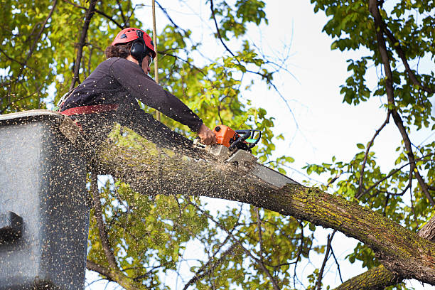 Bridging Earth and Sky: The Intricate Tapestry of Professional Tree Service